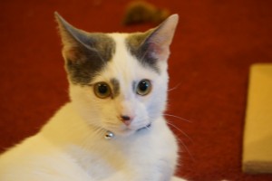 Photo of Billa