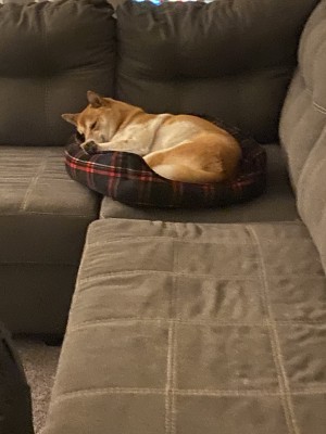 Photo of Kuma