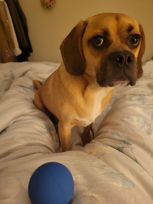 Photo of Percy