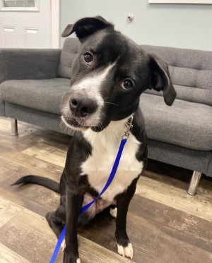 Photo of Tucker