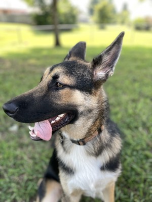 Photo of Ranger