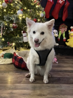 Photo of Nova