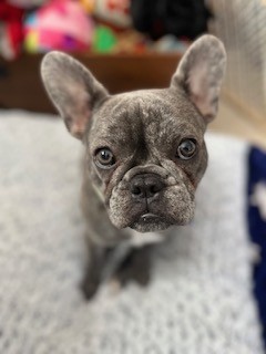 Photo of Lily