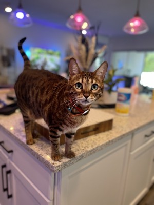 Photo of Daisy