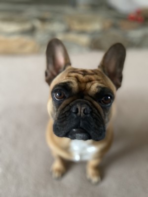 Photo of Millie