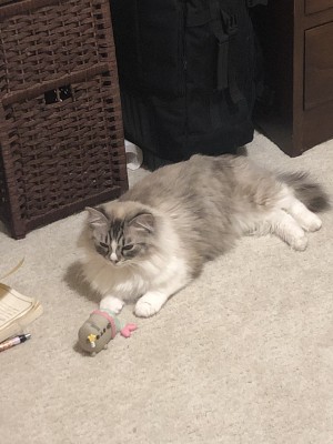 Photo of Wilbur