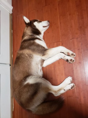 Photo of Rocky