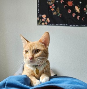 Photo of Amber
