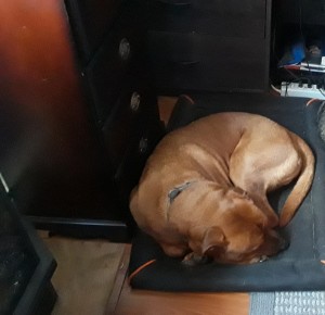 Photo of Diesel