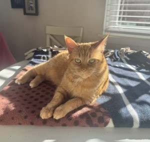 Photo of Sunny