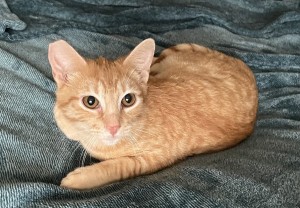 Photo of Nemo