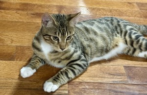 Photo of Leo