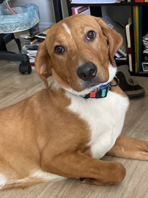Photo of Helios