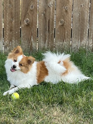 Photo of Tucker