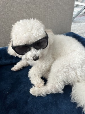 Photo of Sparky