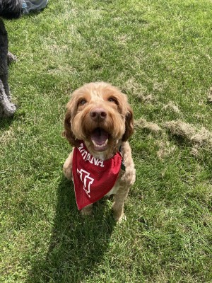 Photo of Opie