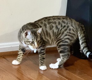 Photo of Max