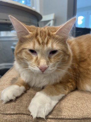 Photo of Cookie