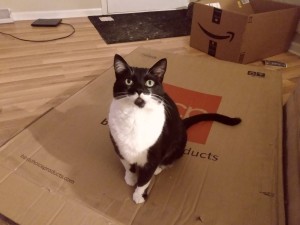 Photo of Mittens