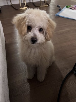 Photo of Leo