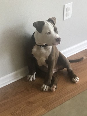 Photo of Bentley 