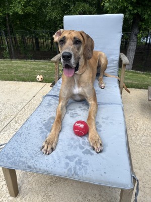 Photo of Luna