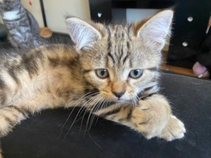 Photo of STORMY