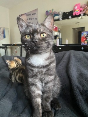 Photo of Bear