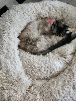 Photo of Bean