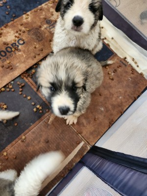 Photo of Beau