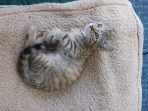 Photo of Sammy