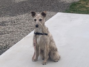 Photo of Penny