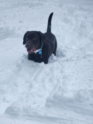 Photo of Patch