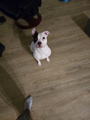 Photo of Harley