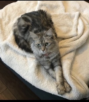 Photo of Daisy
