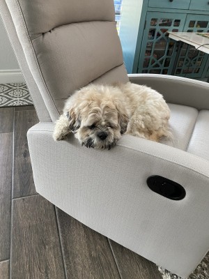 Photo of Winston