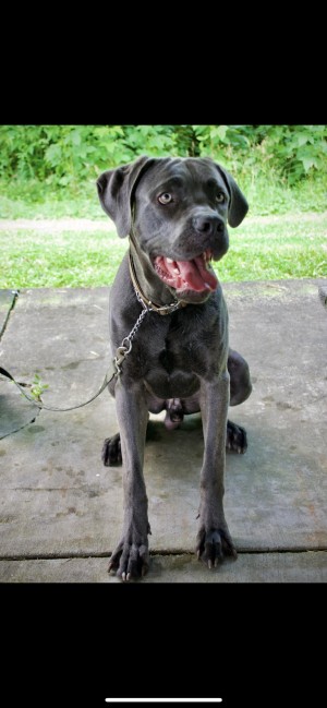 Photo of Drago