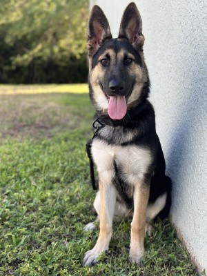 Photo of Skyls