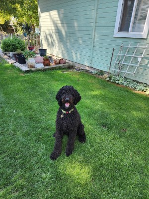 Photo of Diesel
