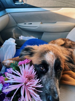 Photo of Nova