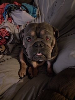 Photo of Sadie