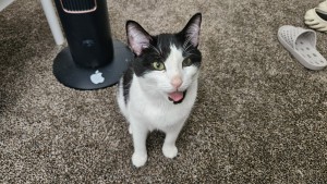 Photo of Humphrey