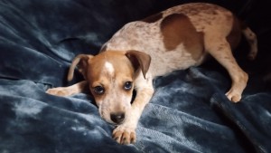 Photo of Speck