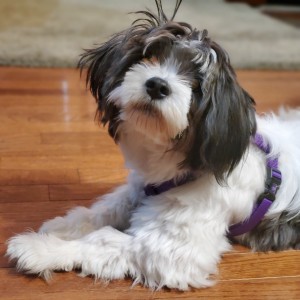 Photo of Teddy