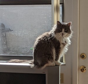 Photo of Chase