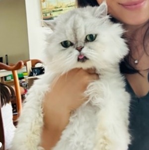 Photo of Koa And Tiny
