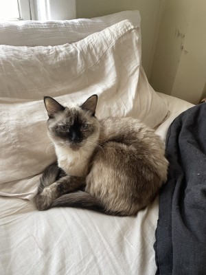 Photo of Indigo Angel