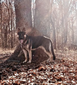 Photo of Sparky