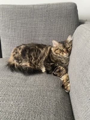 Photo of Bean