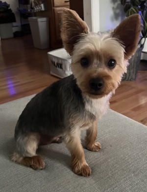 Photo of Hank